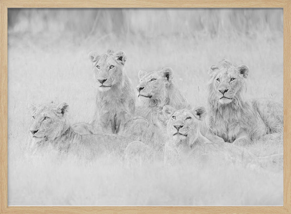 Brothers in A Little Rain Poster